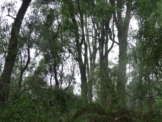 Endangered Woodland of Cumberland Plain, Western Sydney 